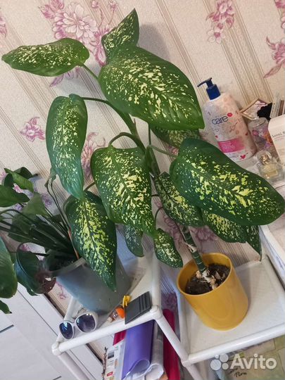 Диффенбахия