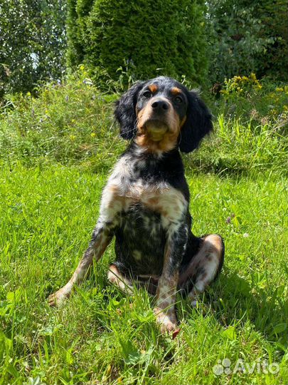 Щенки Бретонского эпаньоля