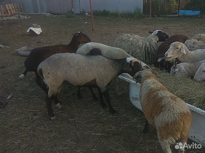Овцы, Бараны