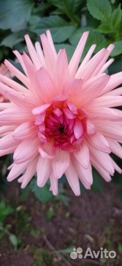 Георгины клубни