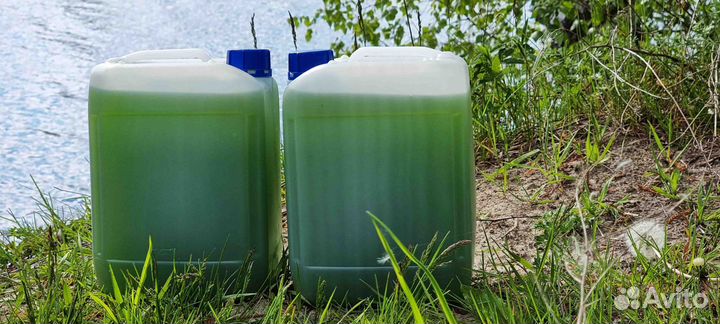 Суспензия хлореллы с доставкой