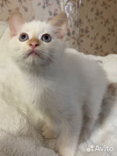 Котенок 1,5 месяца