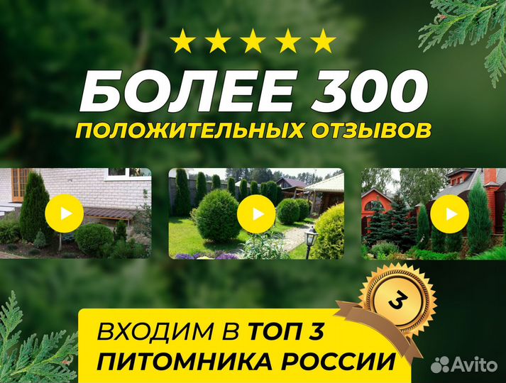 Туя сортовая Брабант, Смарагд,Колумна