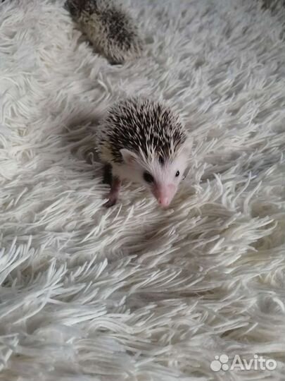 Африканский ежик