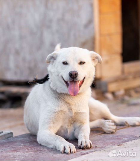 Собака в добрые руки