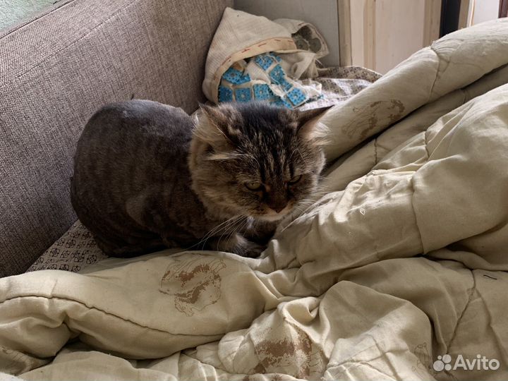 Кошку бесплатно беспороды