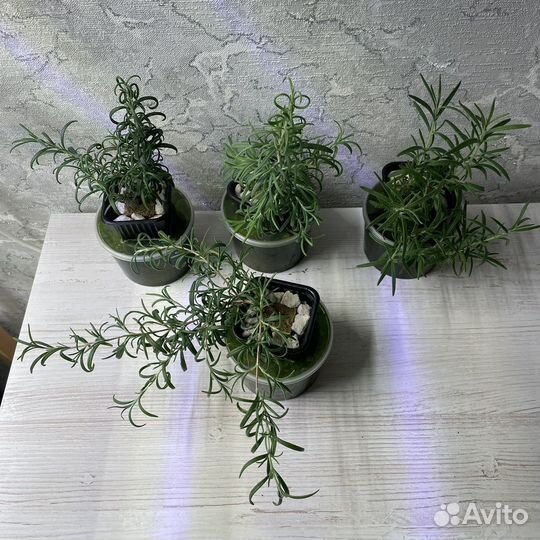 Рассада трав и растений