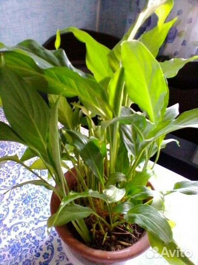 Цветок женское счастье