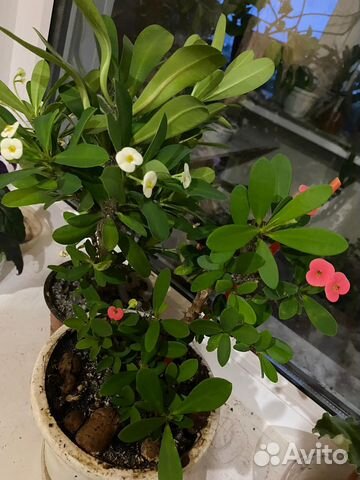 Комнатные цветы 