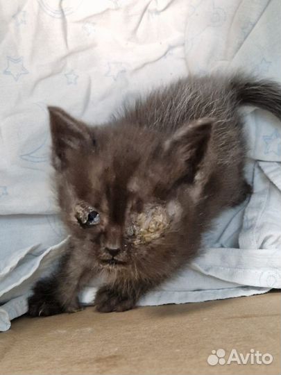 Черный котенок мальчик