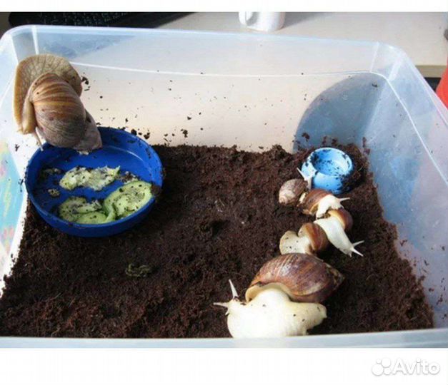 Улитки Ахатины