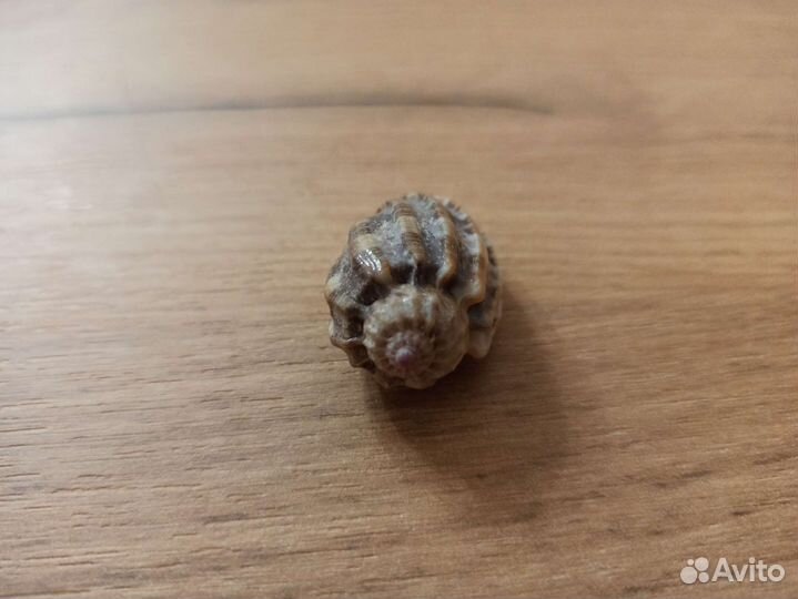 Морская раковина