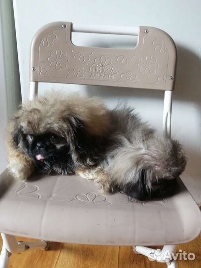 Щенки пекинеса