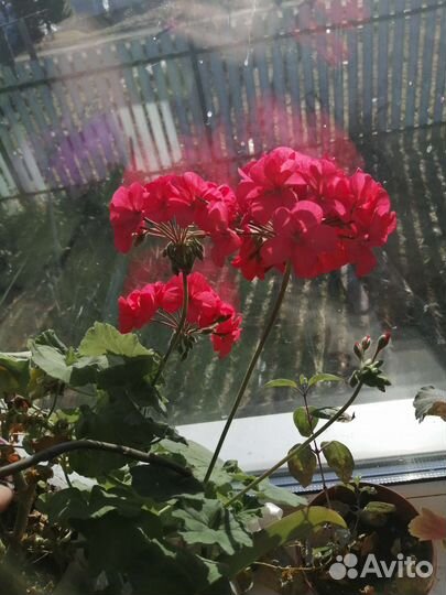 Цветы комнатные