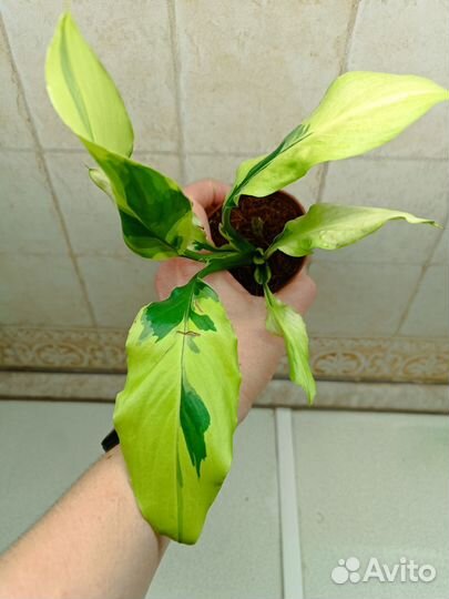 Спатифиллум Волшебник wizard