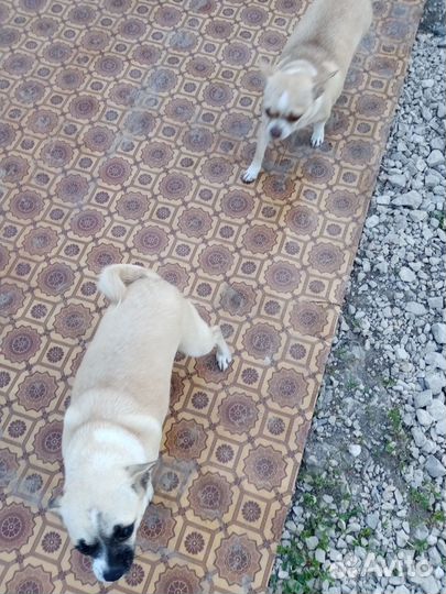 Чихуахуа девочки