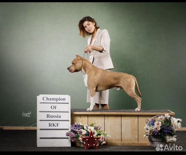 Вязка американский Стаффордширский терьер амстафф