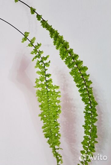 Папоротники детки ч 2