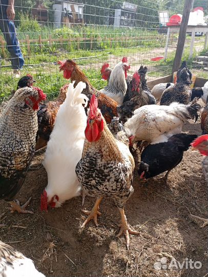 Молодые петухи