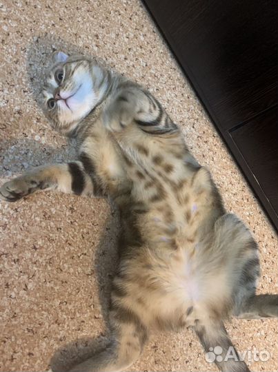 Шотландская