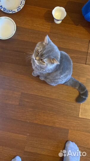 Кот для вязки Шотландец Бесплатно