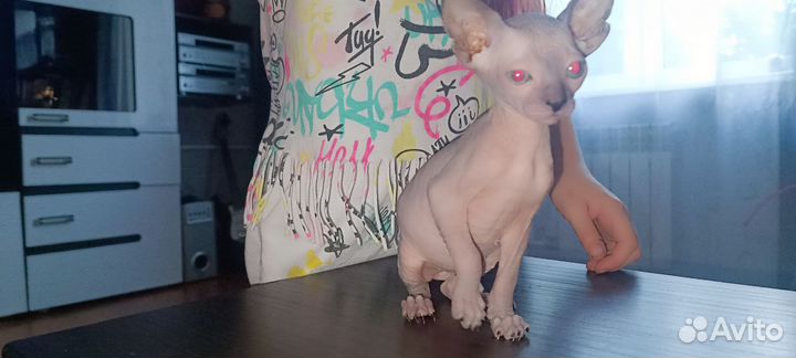 Канадский сфинкс