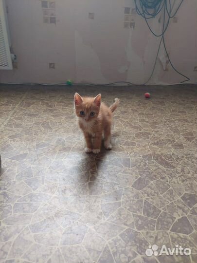 Рыжий котенок девочка