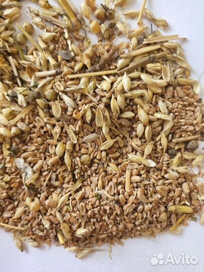 Зерноотходы пшеничные