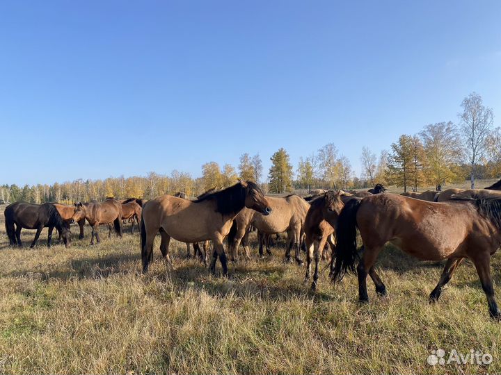 Лошади башкирской породы