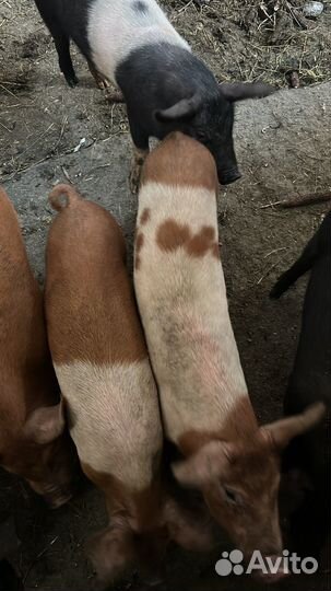 Поросята