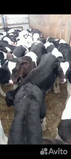 Телята бычки