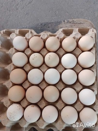 Домашние куриные яйца
