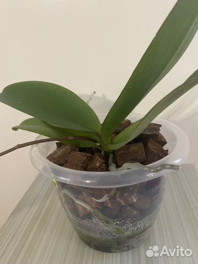 Продам орхидею