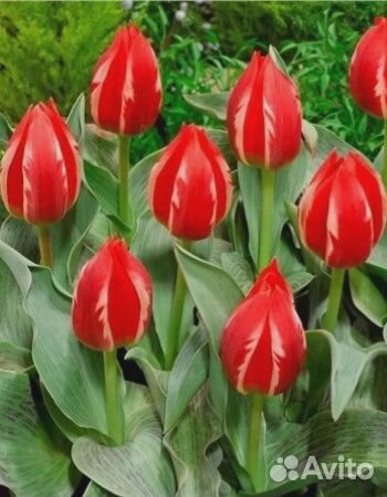 Тюльпан Френдли Файр 1 уп. (3шт.) фракция 11/12