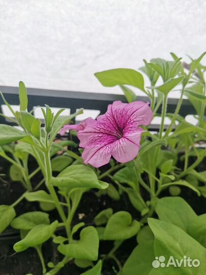 Рассада петуньи ампельной, махровой, каскадной