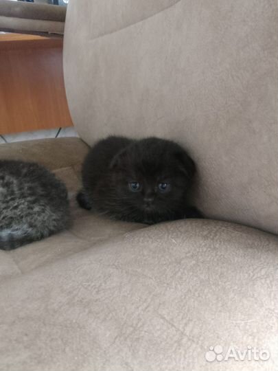 Домашние животные котята