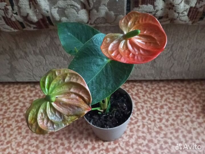 Антуриум беби оранж