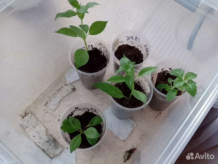 Гортензия саженцы