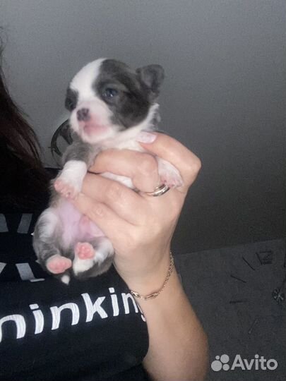 Щенки чихуахуа