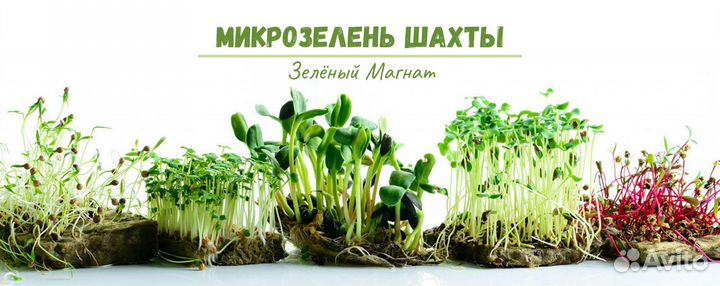 Микрозелень на заказ