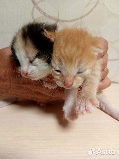 Котик и кошечка