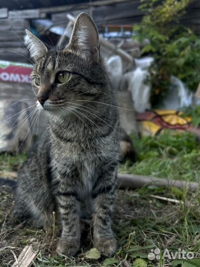 Потерялась кошка