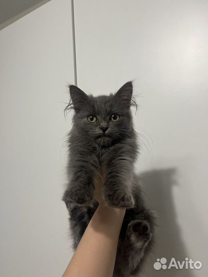 Котик мальчик