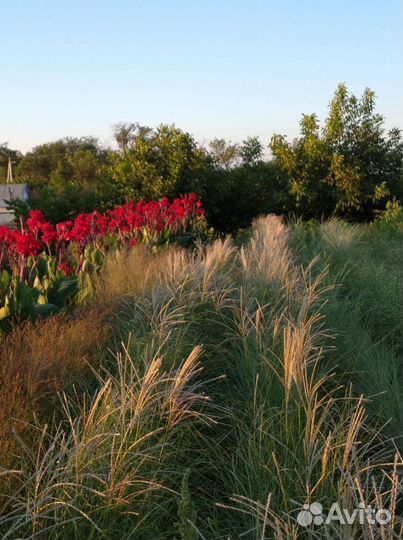 Декоративные злаки