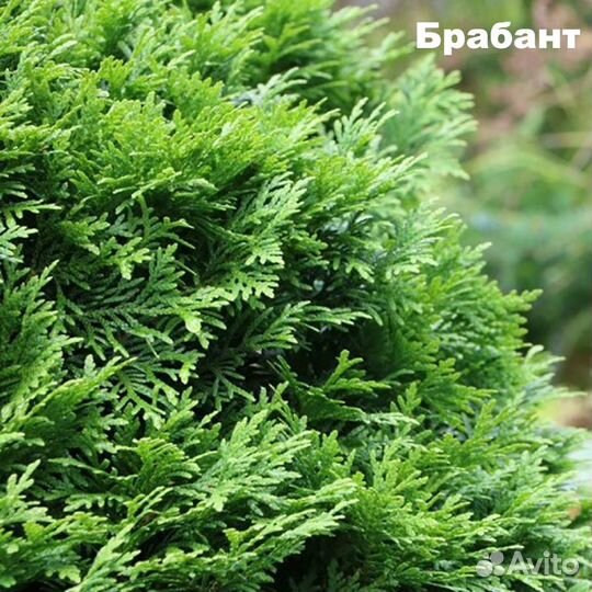 Туя западная Брабант