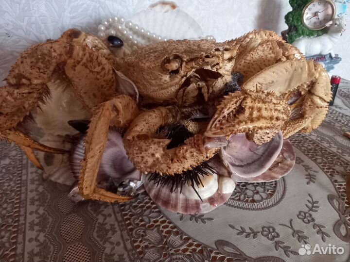 Продам краба, и оборудования для аква и аква на 60