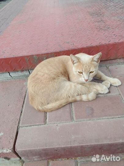 Кошки в добрые руки бесплатно