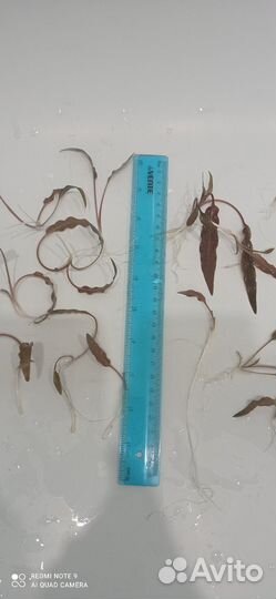 Аквариумные растения