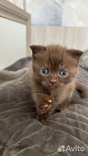 Шотландские котята
