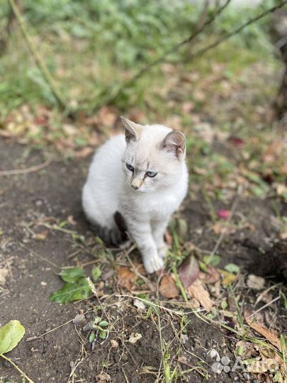 Котенок